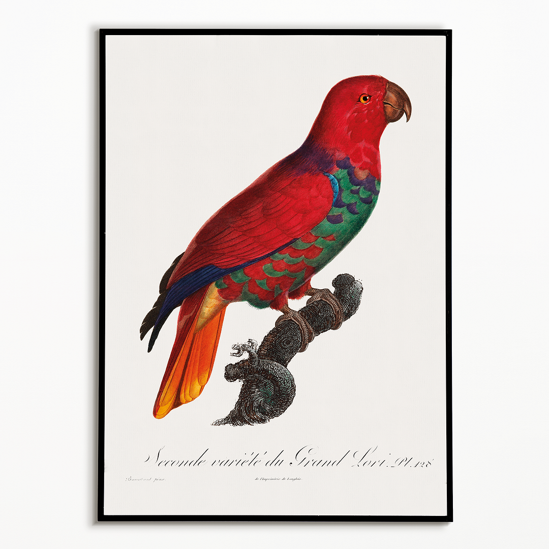 The Eclectus Parrot, Eclectus roratus - Art Print
