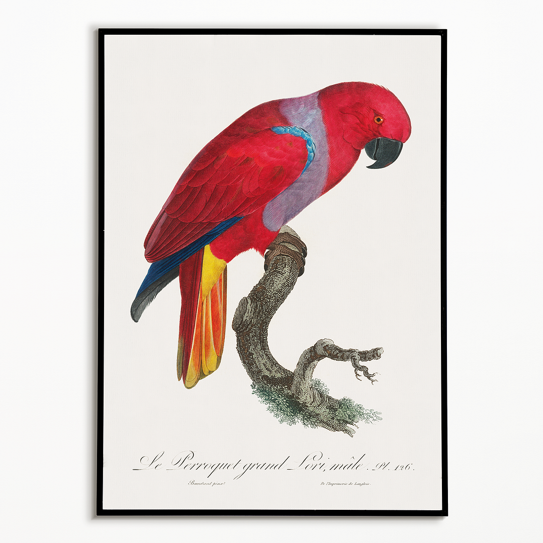 The Eclectus Parrot, Eclectus roratus, male - Art Print