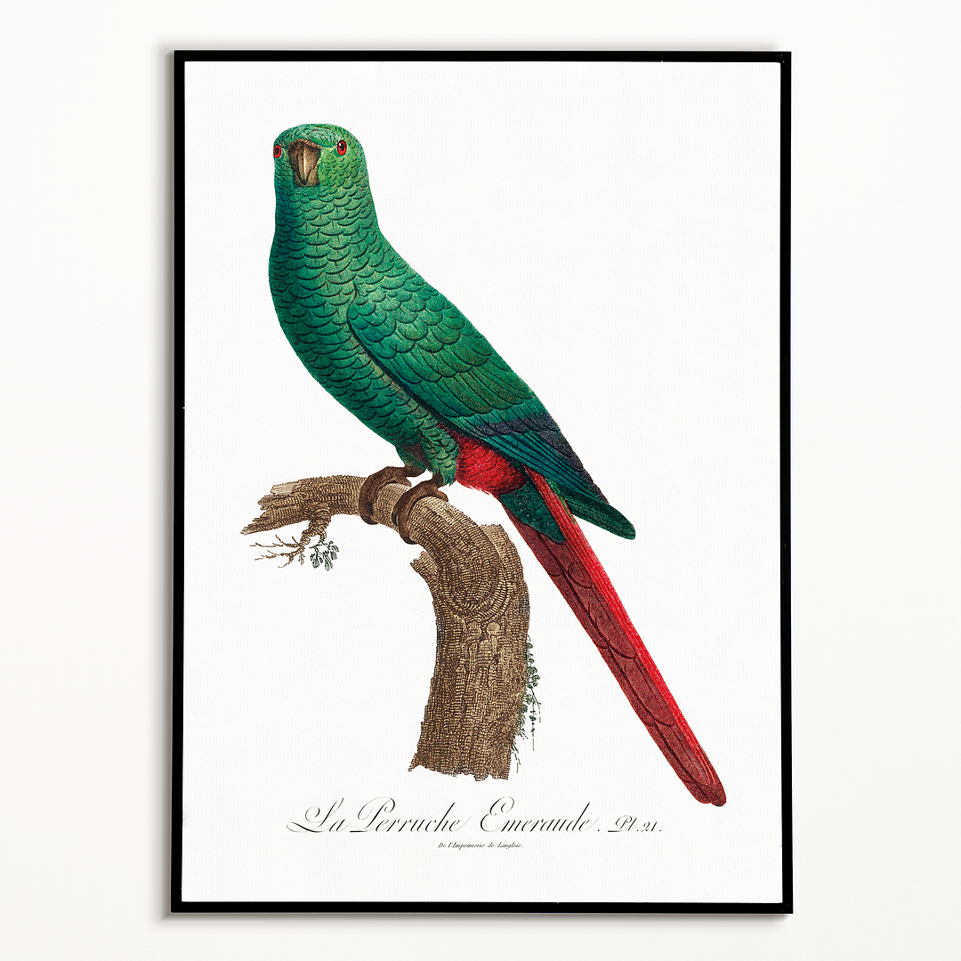 The Emerald Parakeet - Art Print