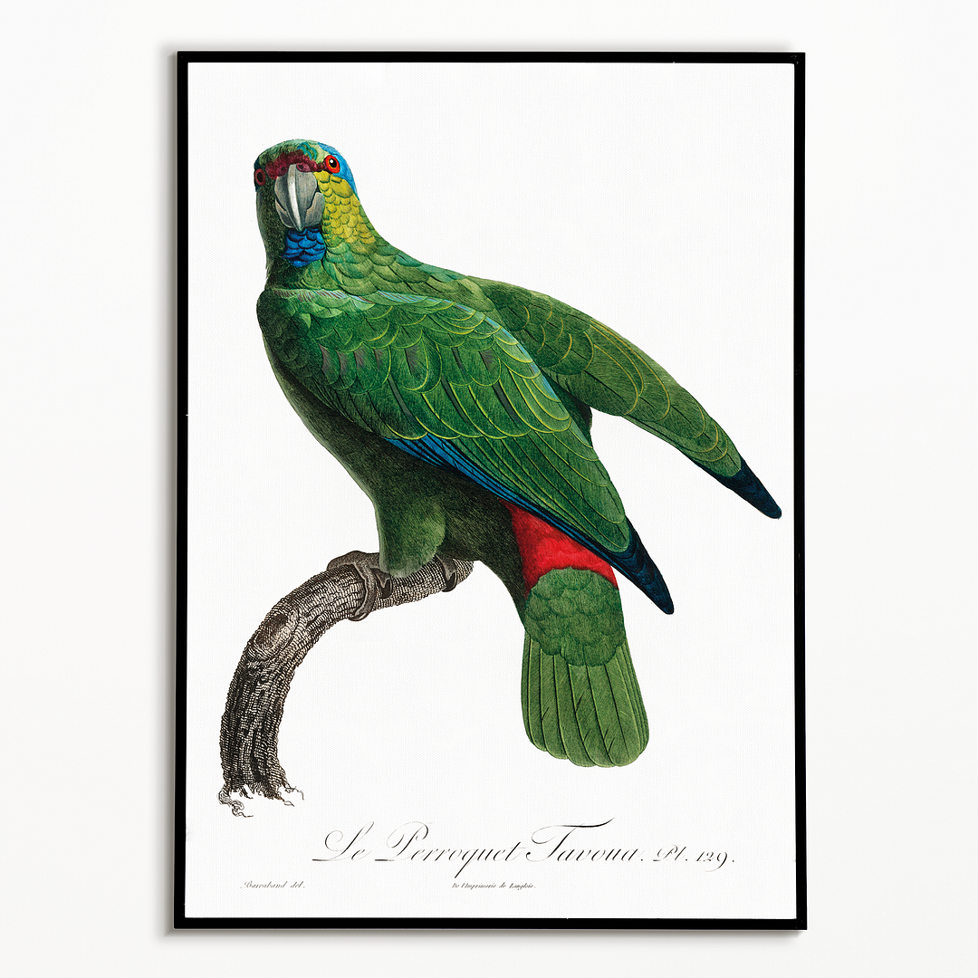The Festive Amazon, Amazona festiva - Art Print
