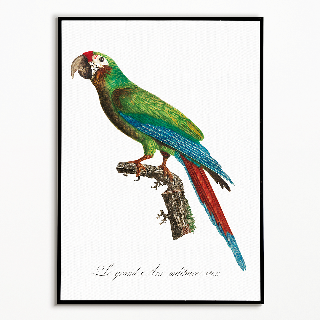 The Great Military Macaw, Ara ambiguus - Art Print