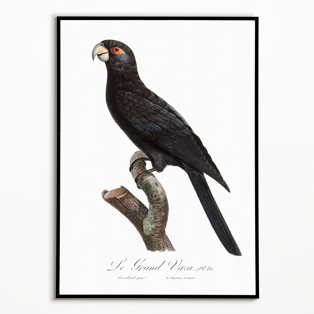 The Greater Vasa Parrot - Art Print