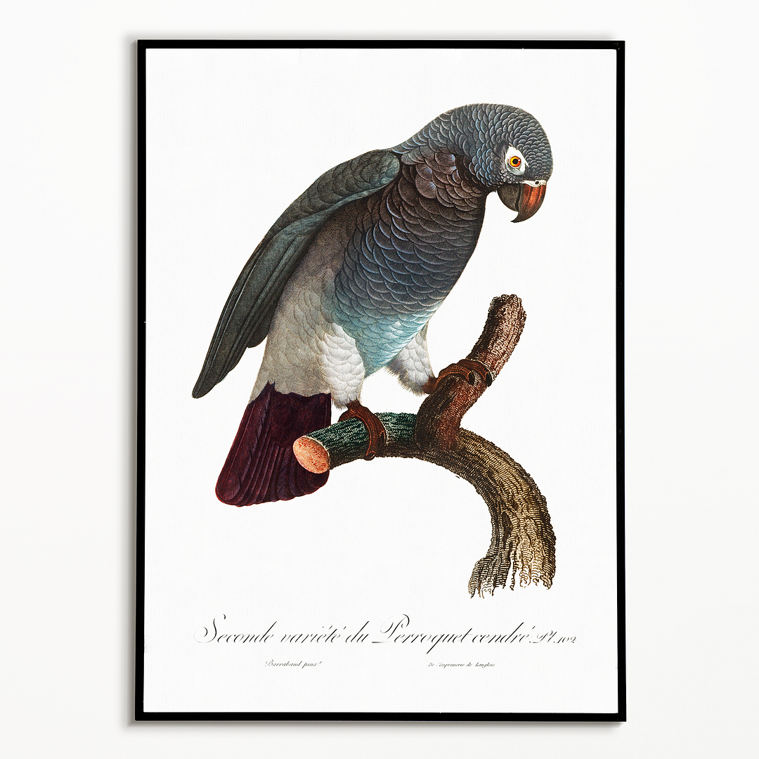 The Grey Parrot, Psittacus erithacus III - Art Print