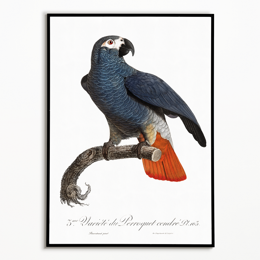 The Grey Parrot, Psittacus erithacus IV - Art Print