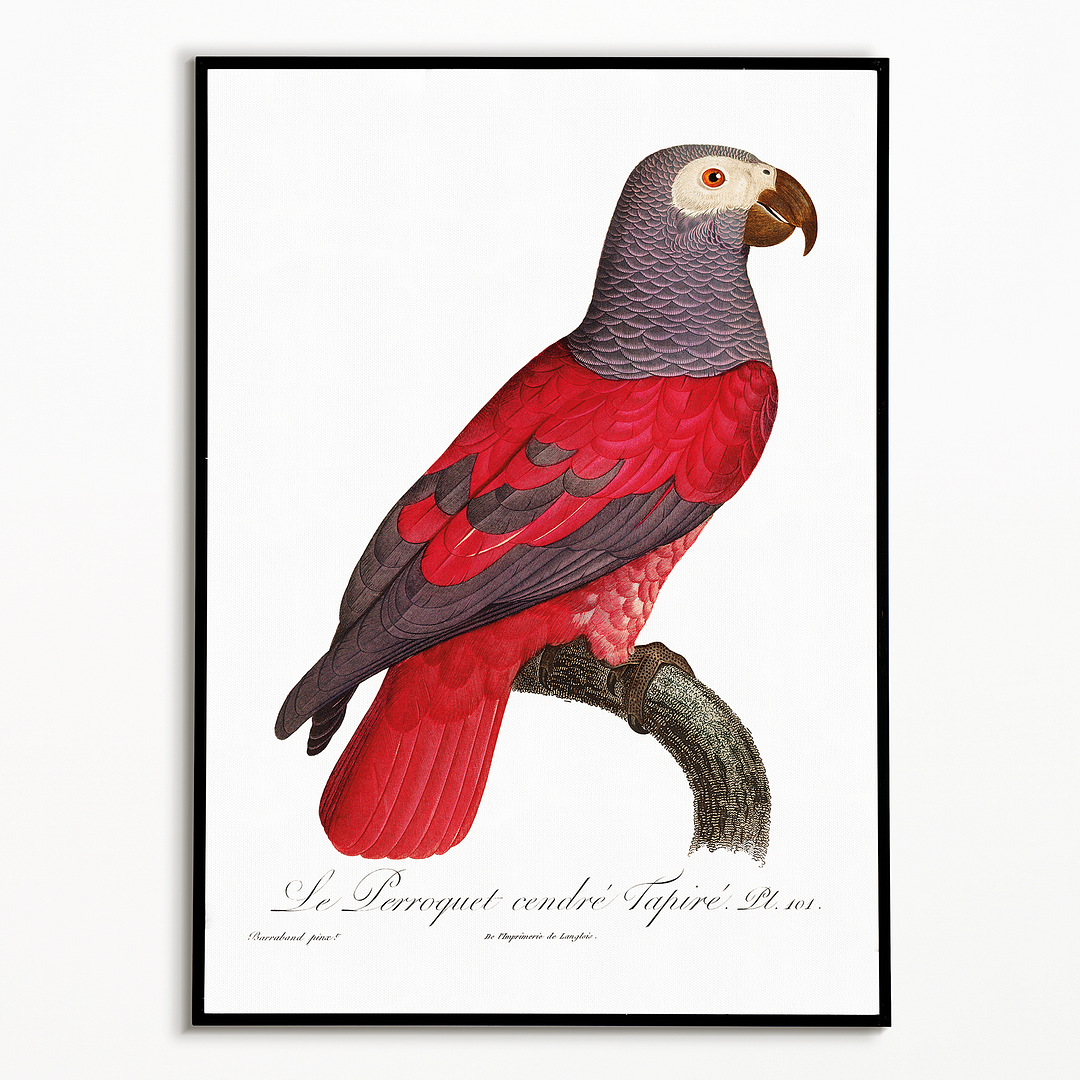The Grey Parrot, Psittacus erithacus I - Art Print