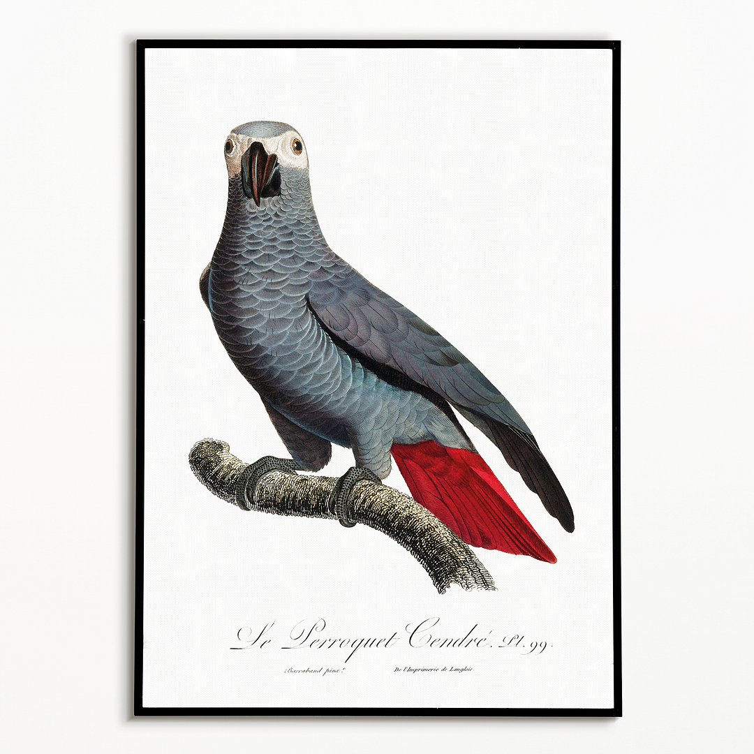 The Grey Parrot, Psittacus erithacus V - Art Print
