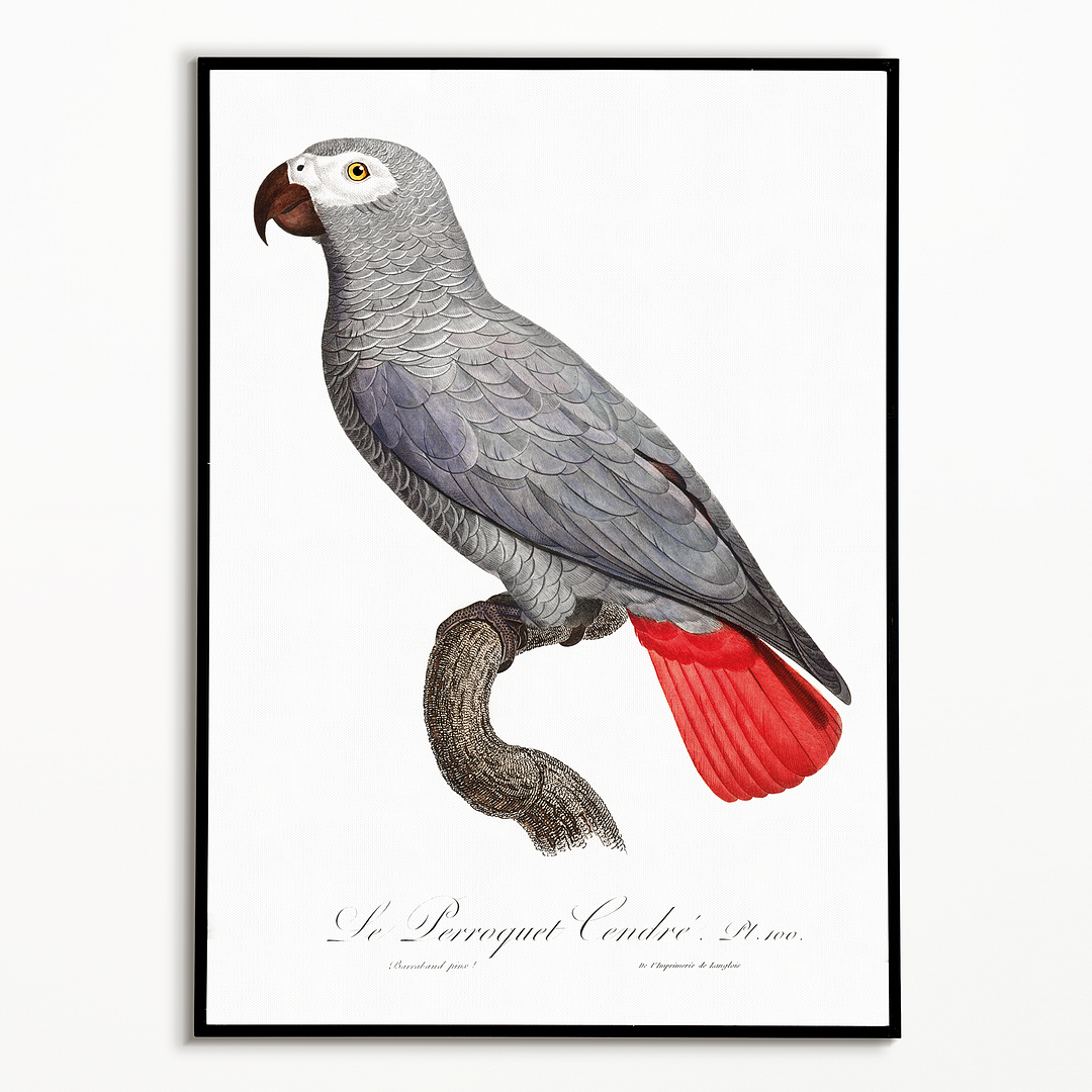 The Grey Parrot, Psittacus erithacus II - Art Print