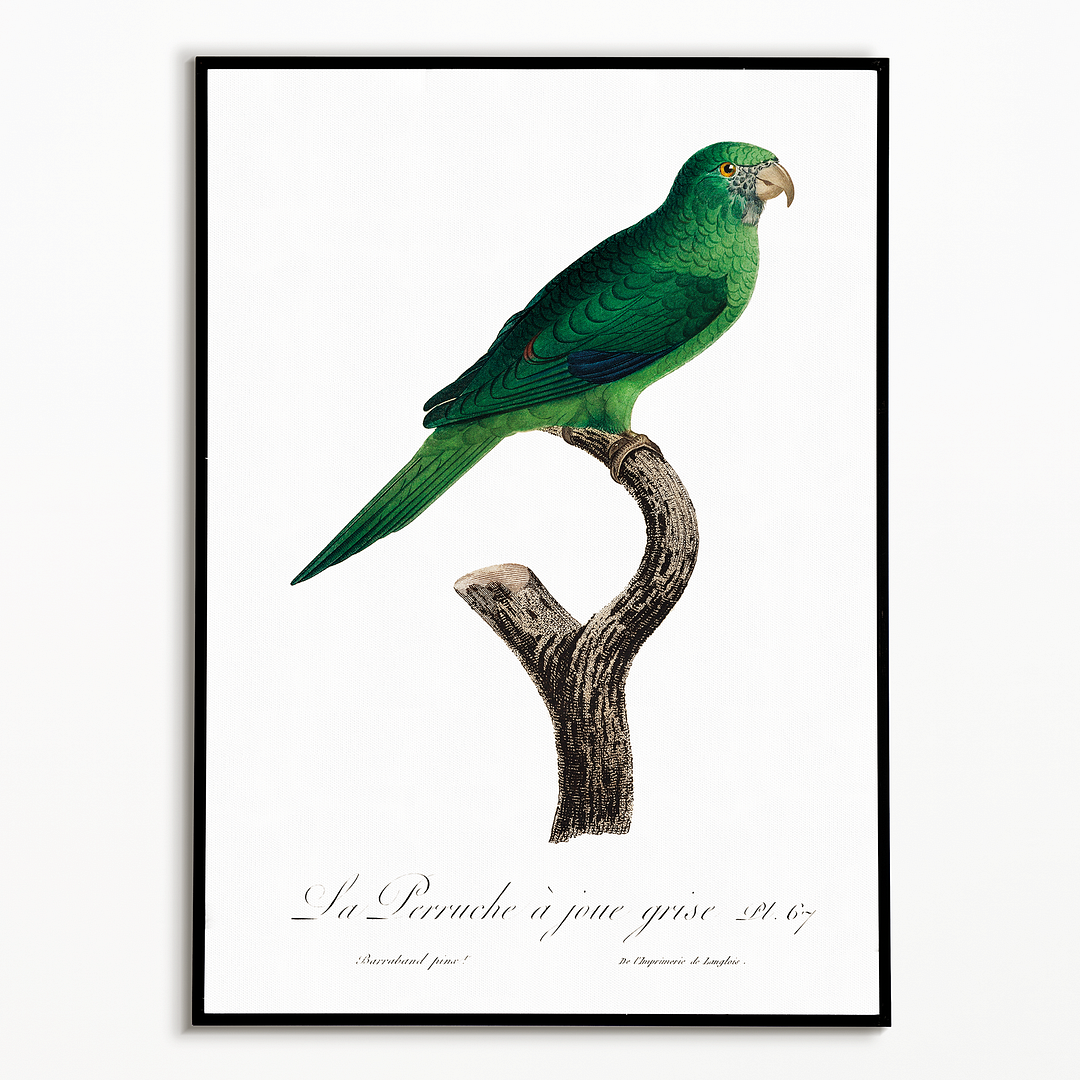 The Grey-Cheeked Parakeet (Brotogeris pyrrhoptera) - Art Print