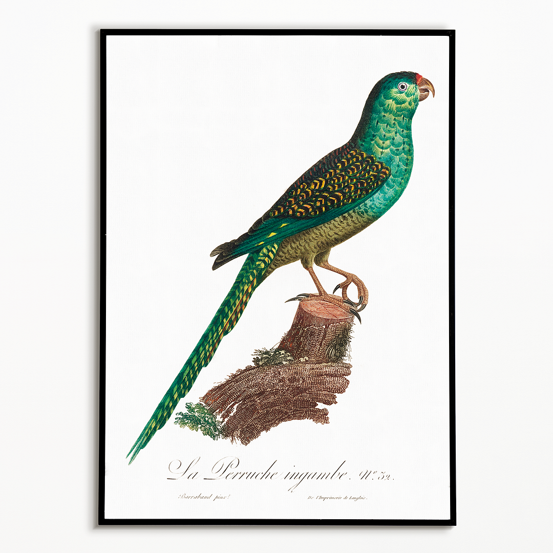 The Ingambe Parakeet - Art Print