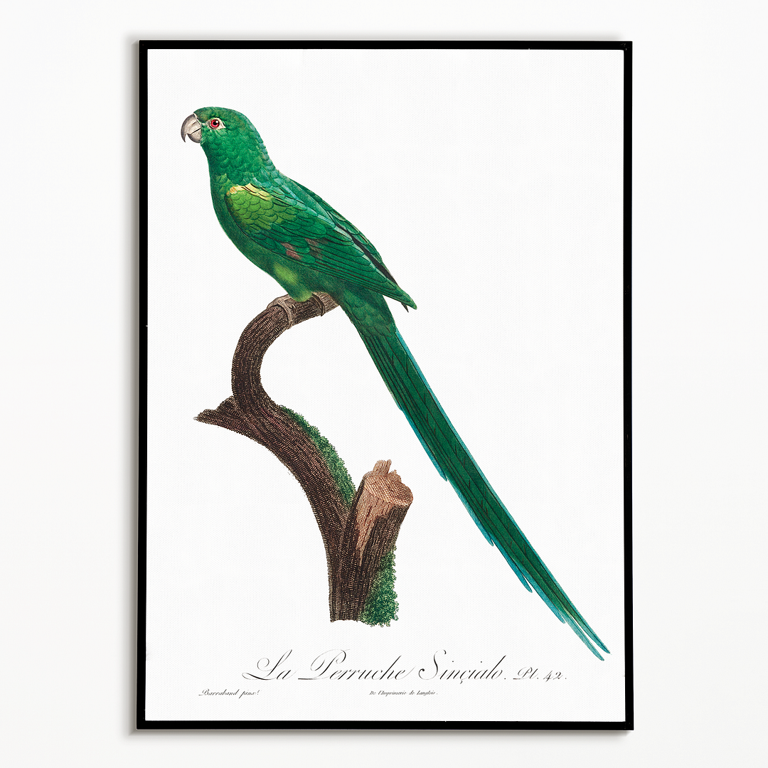 The Long-Tailed Parakeet, Psittacula longicauda - Art Print