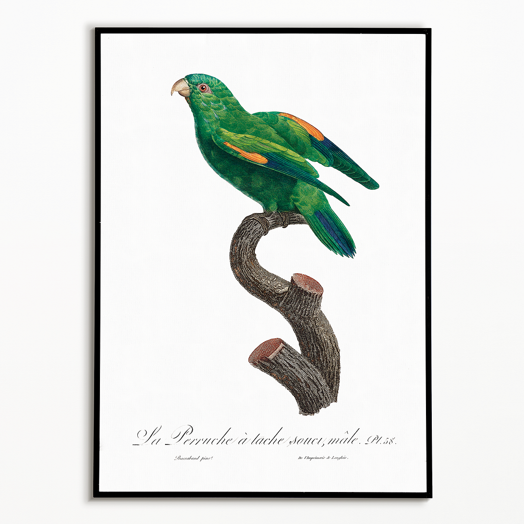 The marigold lorikeet, Trichoglossus capistratus, male - Art Print