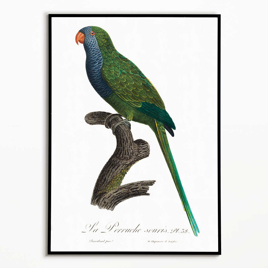 The Monk Parakeet, Myiopsitta monachus - Art Print