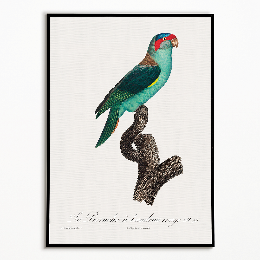 The Musk Lorikeet, Glossopsitta concinna I - Art Print
