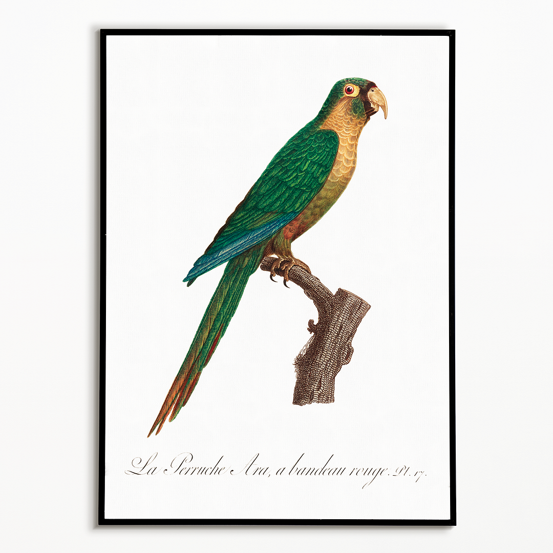 The Musk Lorikeet, Glossopsitta concinna II - Art Print