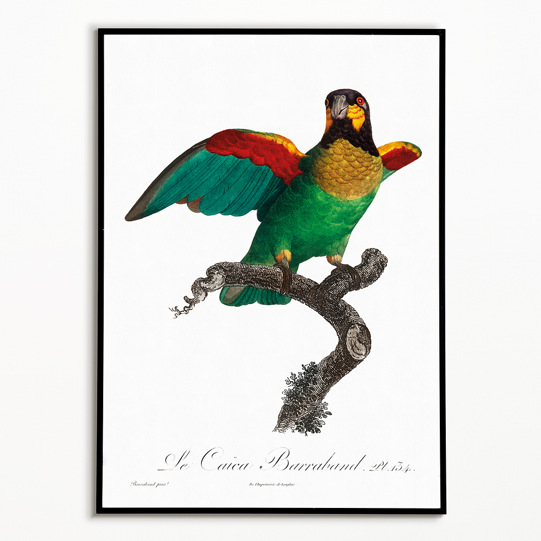 The Orange-Cheeked Parrot, Pyrilia barrabandi - Art Print