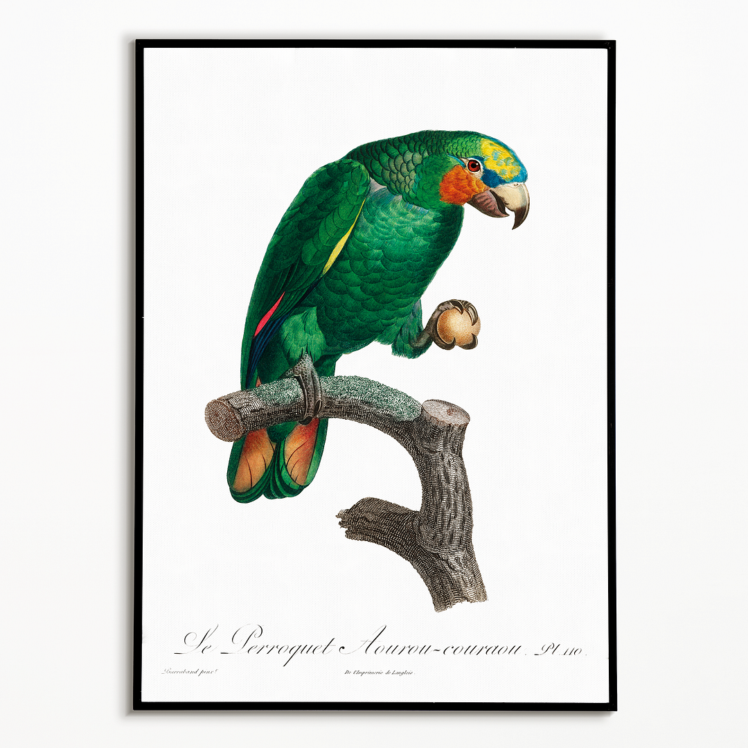 The Orange-Winged Amazon, Amazona amazonica II - Art Print