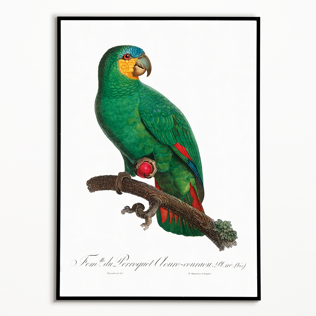 The Orange-Winged Amazon, Amazona amazonica I - Art Print