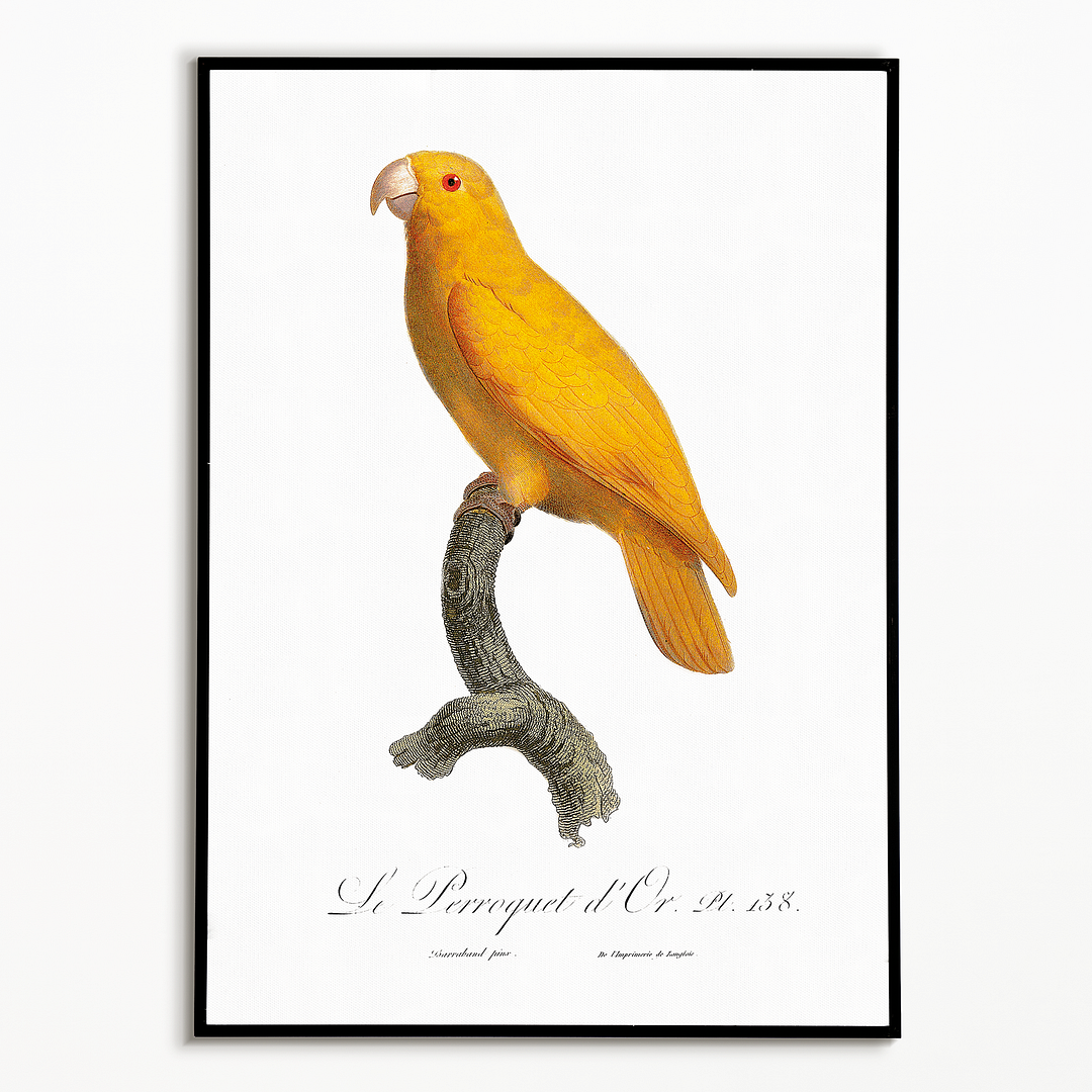 The Pacific parrotlet, Forpus coelestis - Art Print