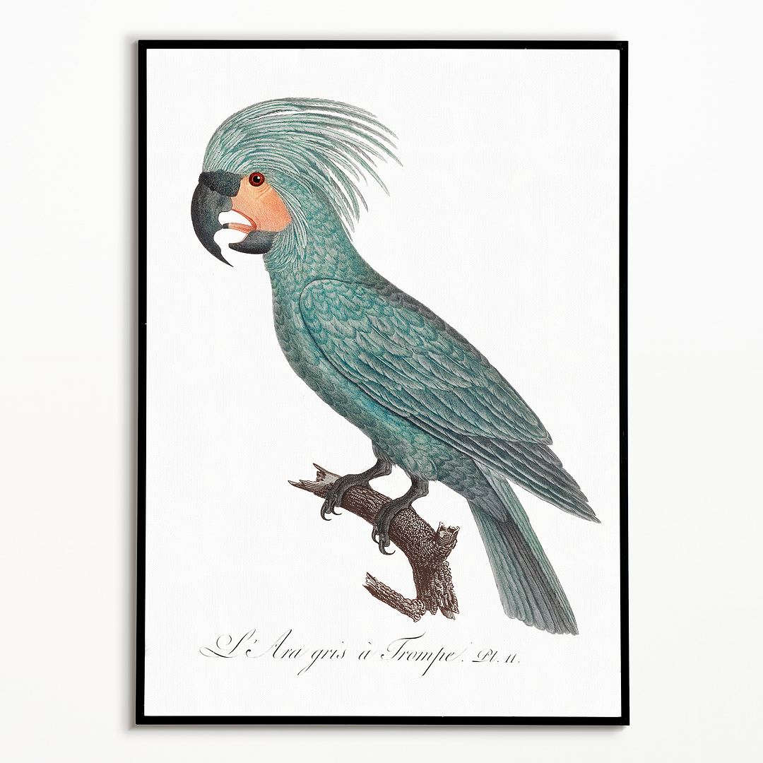 The Palm Cockatoo Probosciger aterrimus I - Art Print
