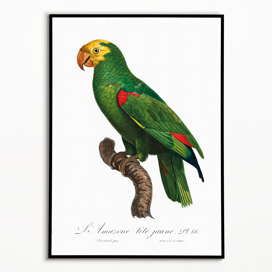 Yellow-Fronted Amazon, Amazona ochrocephala I - Art Print
