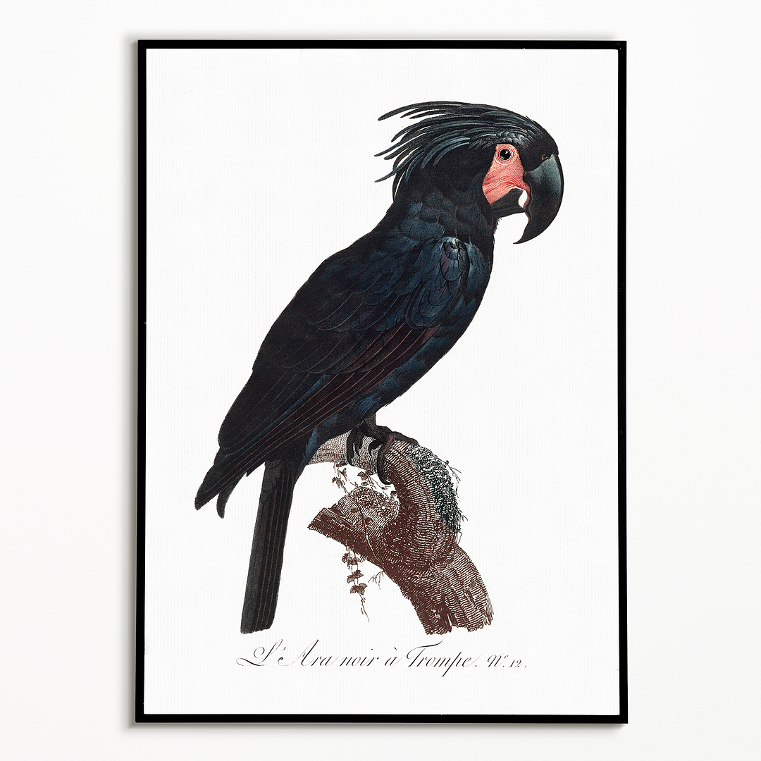 The Palm Cockatoo, Probosciger aterrimus II - Art Print