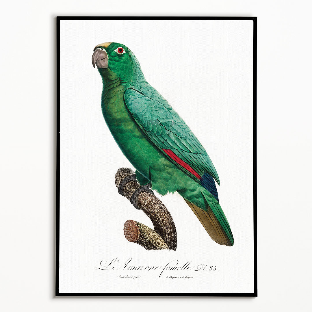 Yellow-Fronted Amazon, Amazona ochrocephala II - Art Print