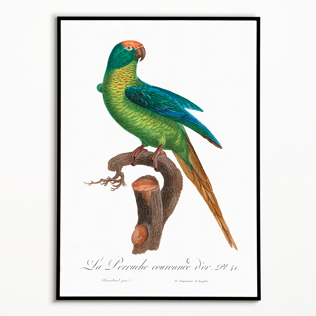 The Peach-Fronted Parakeet, Eupsittula aurea - Art Print