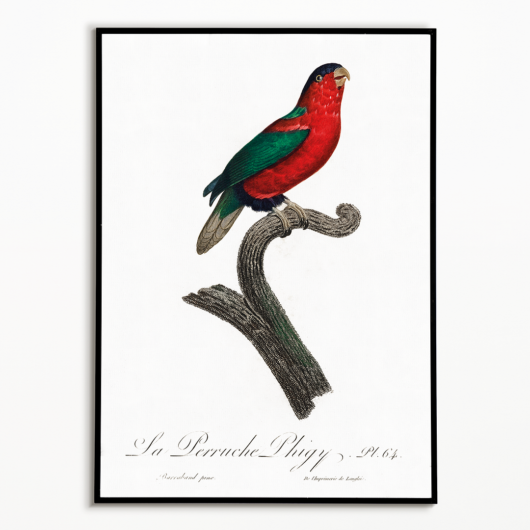 The Phigy Parrot, Psittacus phigy - Art Print