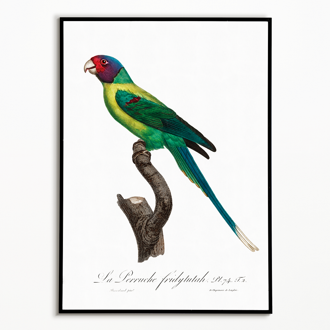 The Plum-Headed Parakeet - Art Print