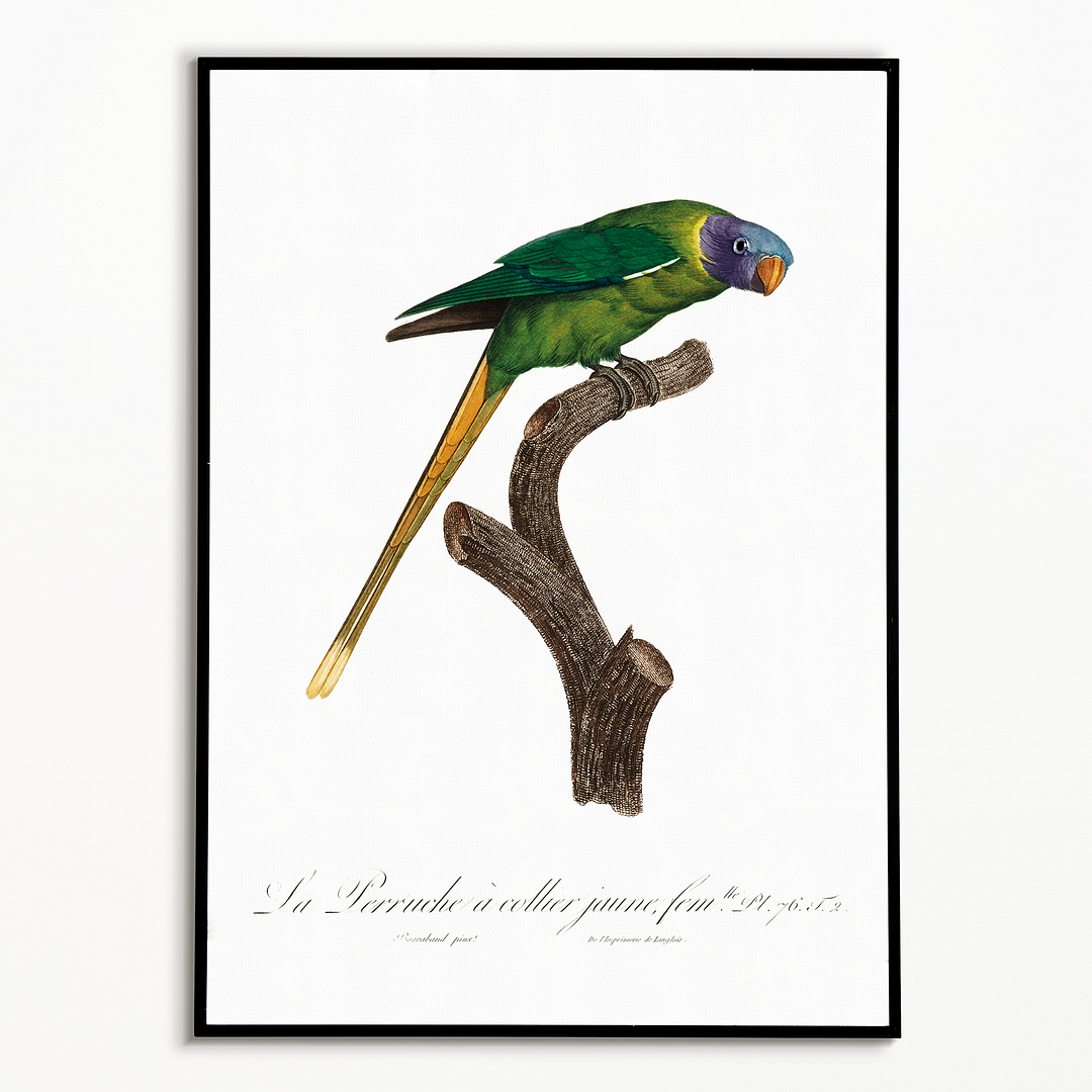The Plum-Headed Parakeet, female - Art Print
