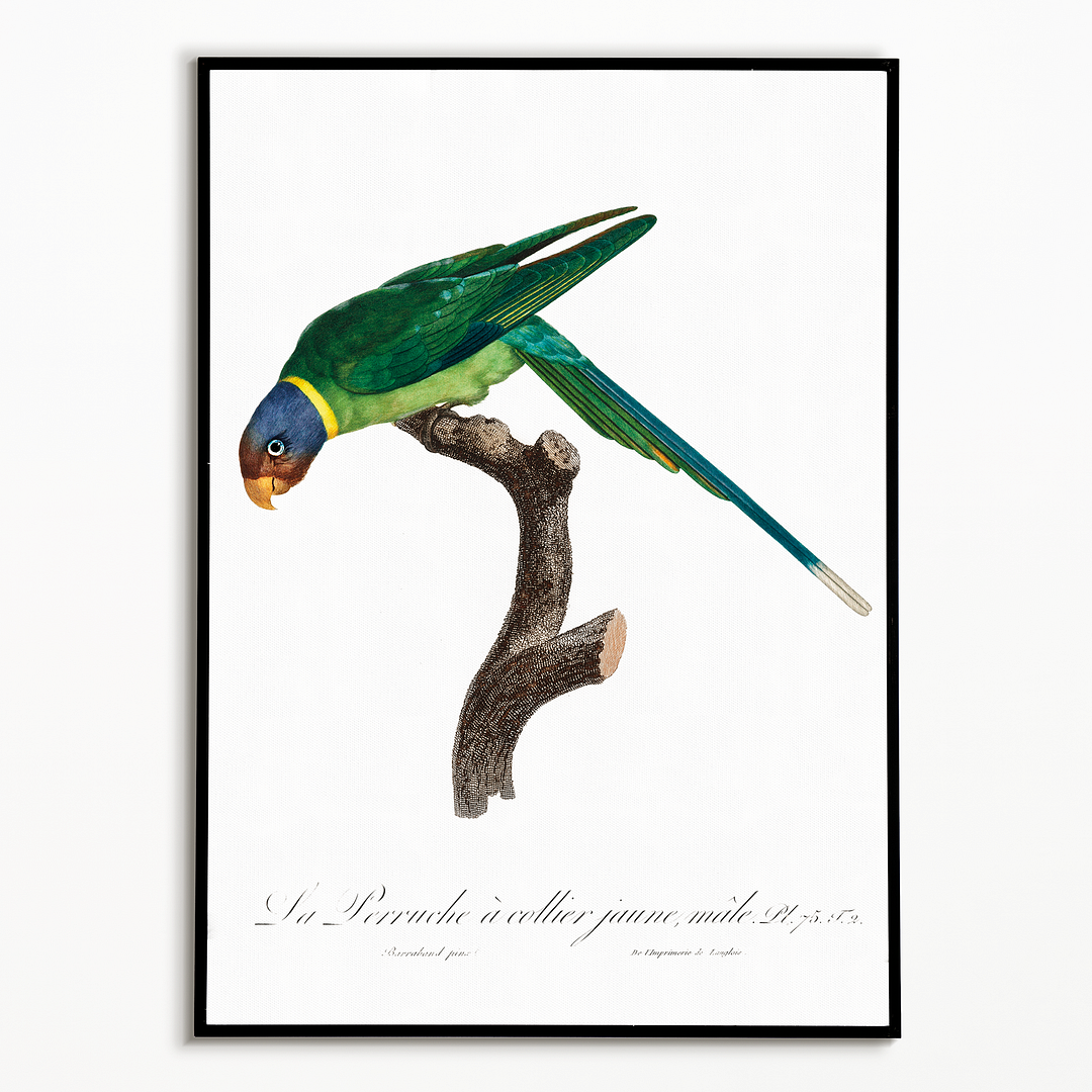 The Plum-Headed Parakeet, male - Art Print