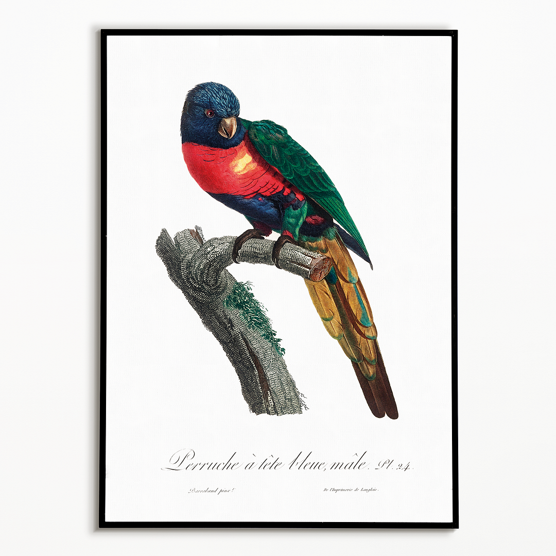 The Plum-Headed Parakeet, Psittacula cyanocephala, male - Art Print