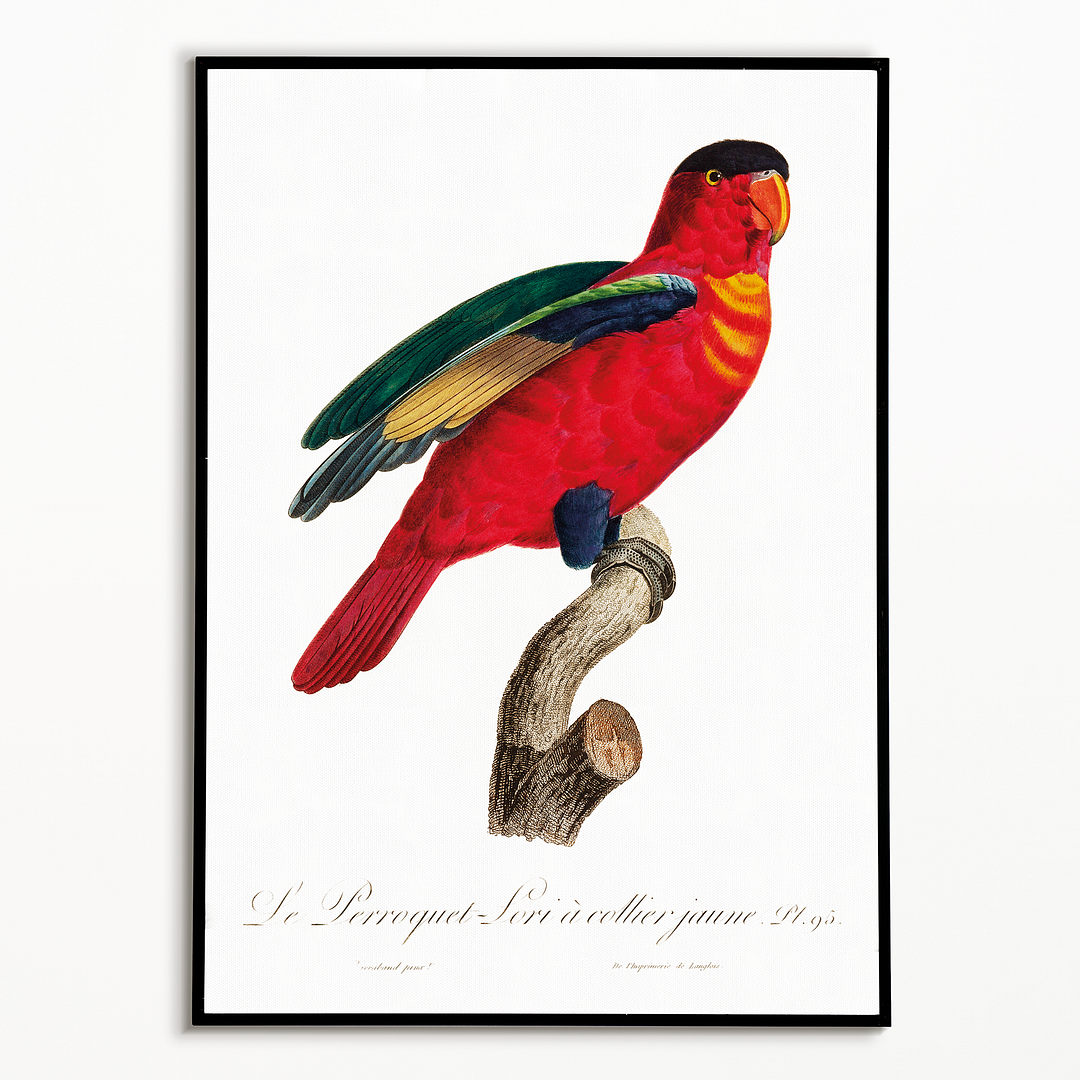 The Purple-Naped Lory, Lorius domicella I - Art Print