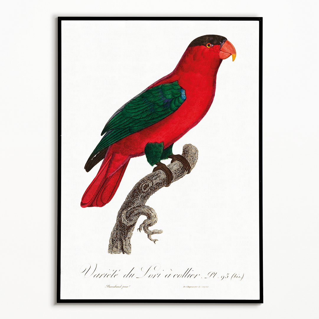 The Purple-Naped Lory, Lorius domicella II - Art Print