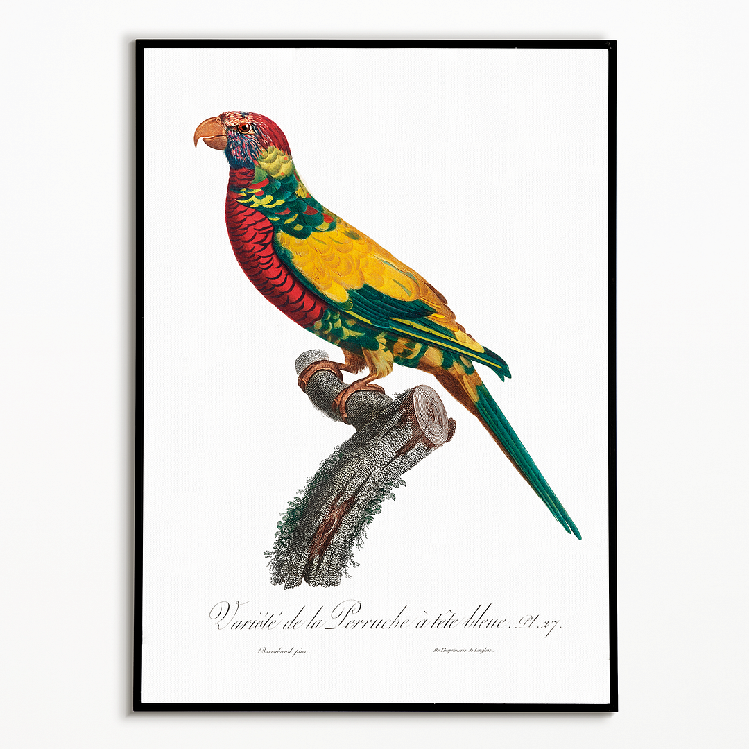 The Rainbow Lorikeet, Trichoglossus moluccanus - Art Print
