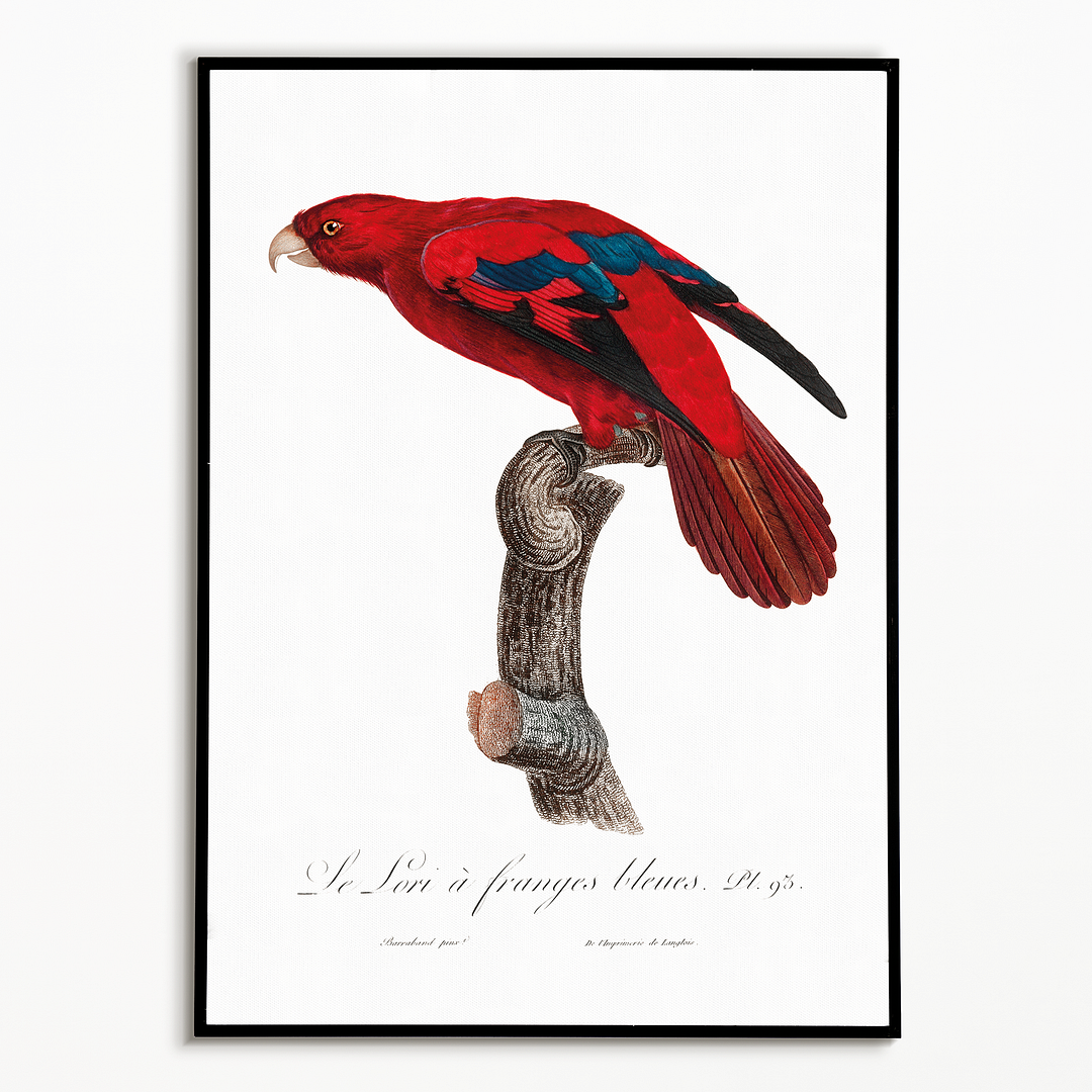 The Red Lory, Eos bornea I - Art Print