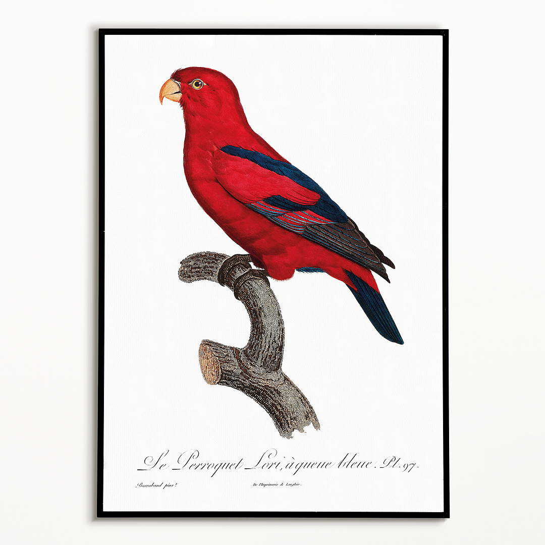 The Red Lory, Eos bornea II - Art Print
