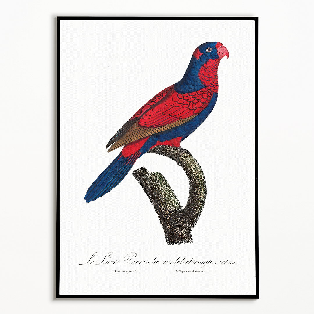 The red-and-blue lory, Eos histrio - Art Print