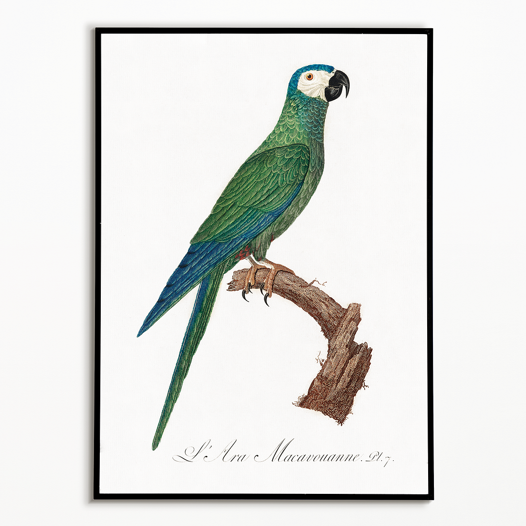 The Red-Bellied Macaws (Orthopsittaca manilatus) - Art Print