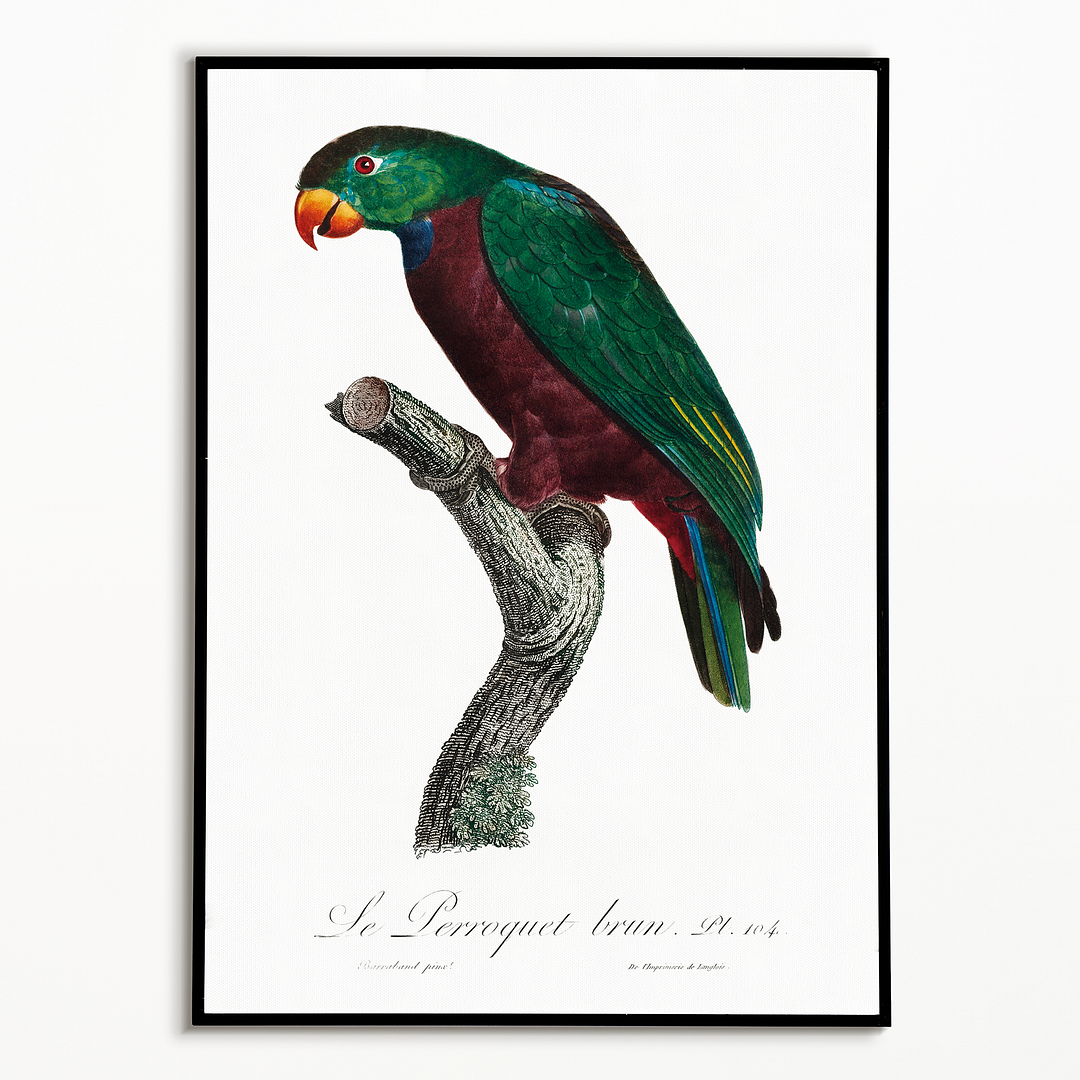 The Red-Billed Parrot, Pionus sordidus - Art Print