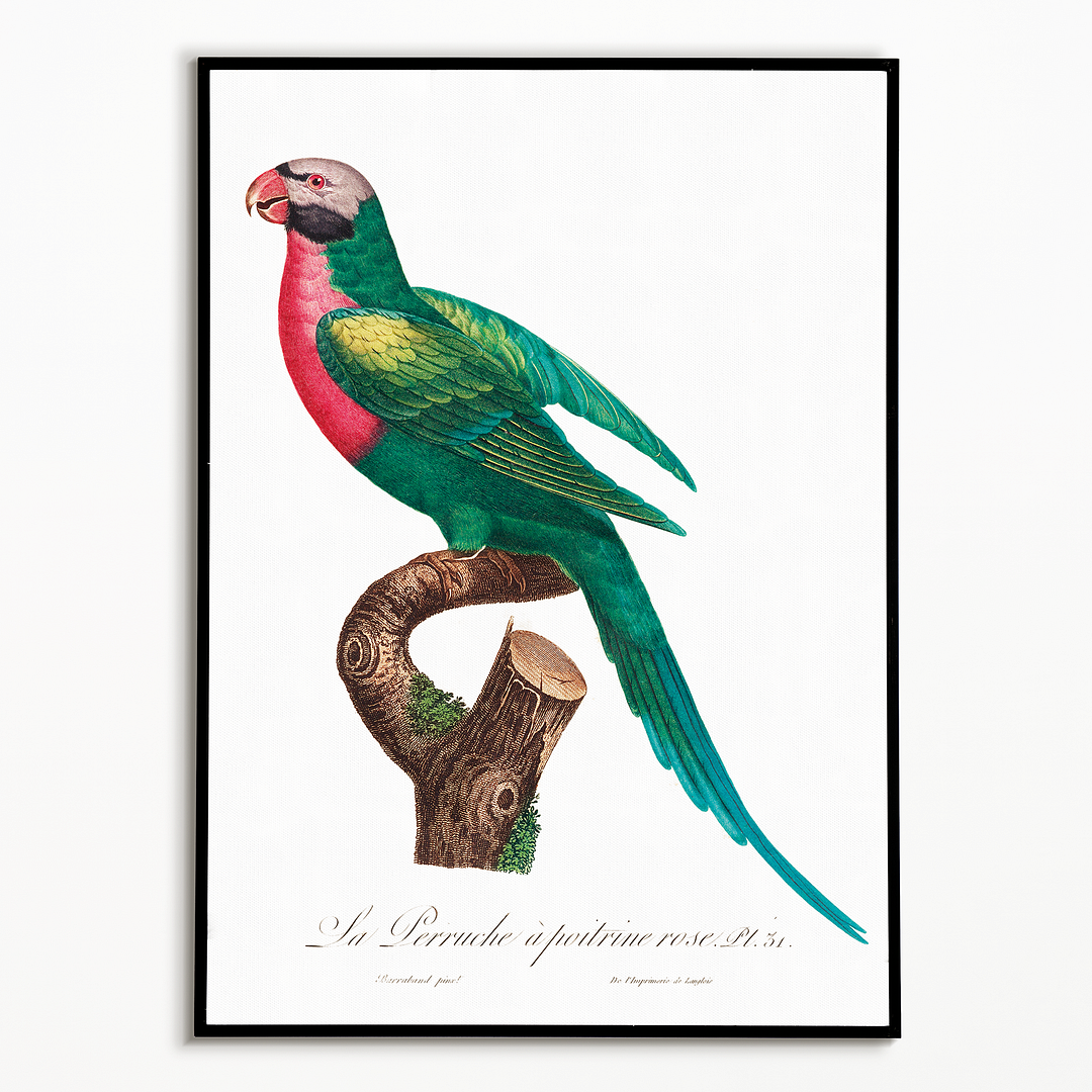 The Red-Breasted Parakeet, Psittacula alexandri - Art Print