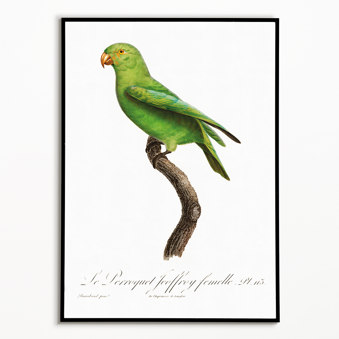 The Red-Cheeked Parrot, Geoffroyus geoffroyi, female - Art Print