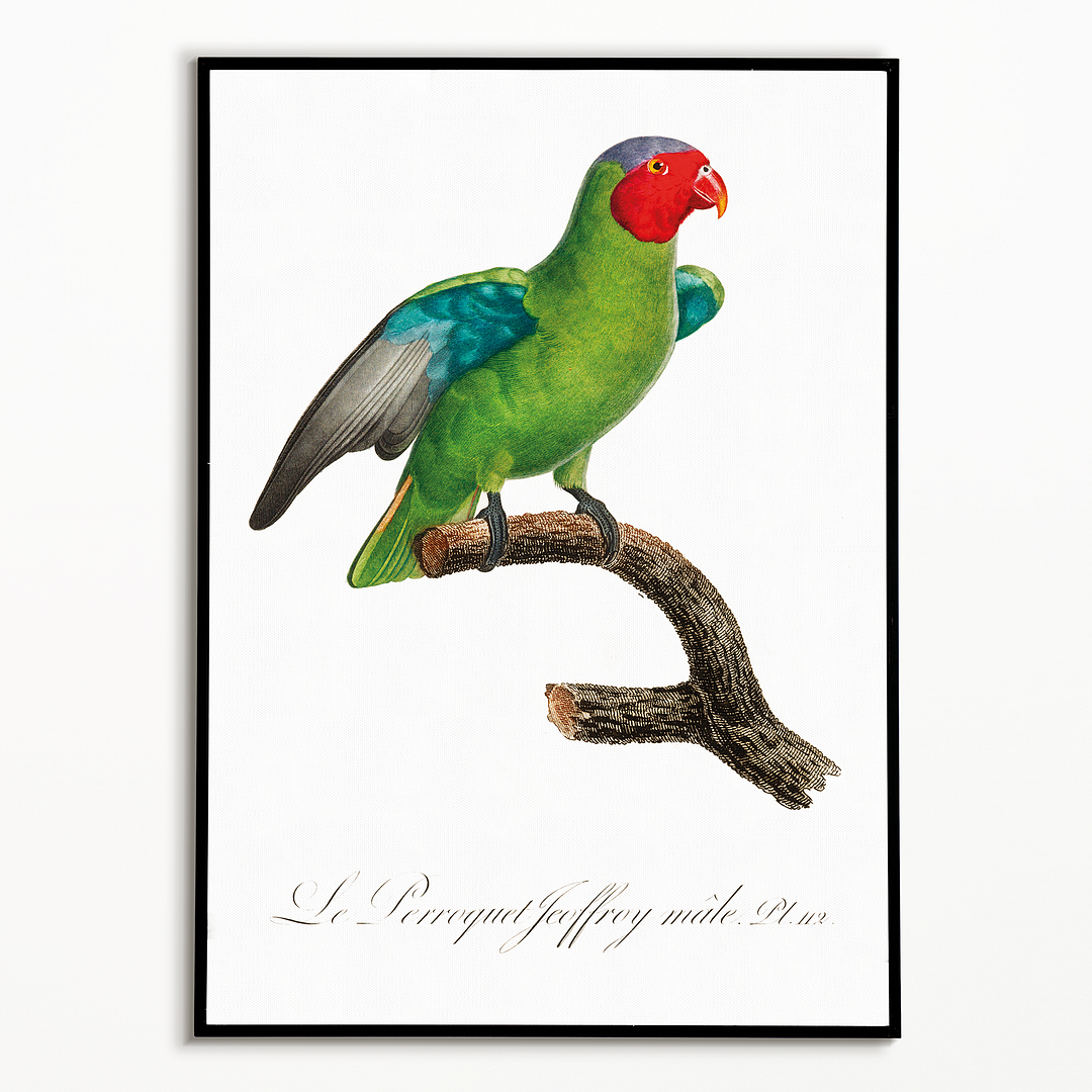 The Red-Cheeked Parrot, Geoffroyus geoffroyi, male - Art Print