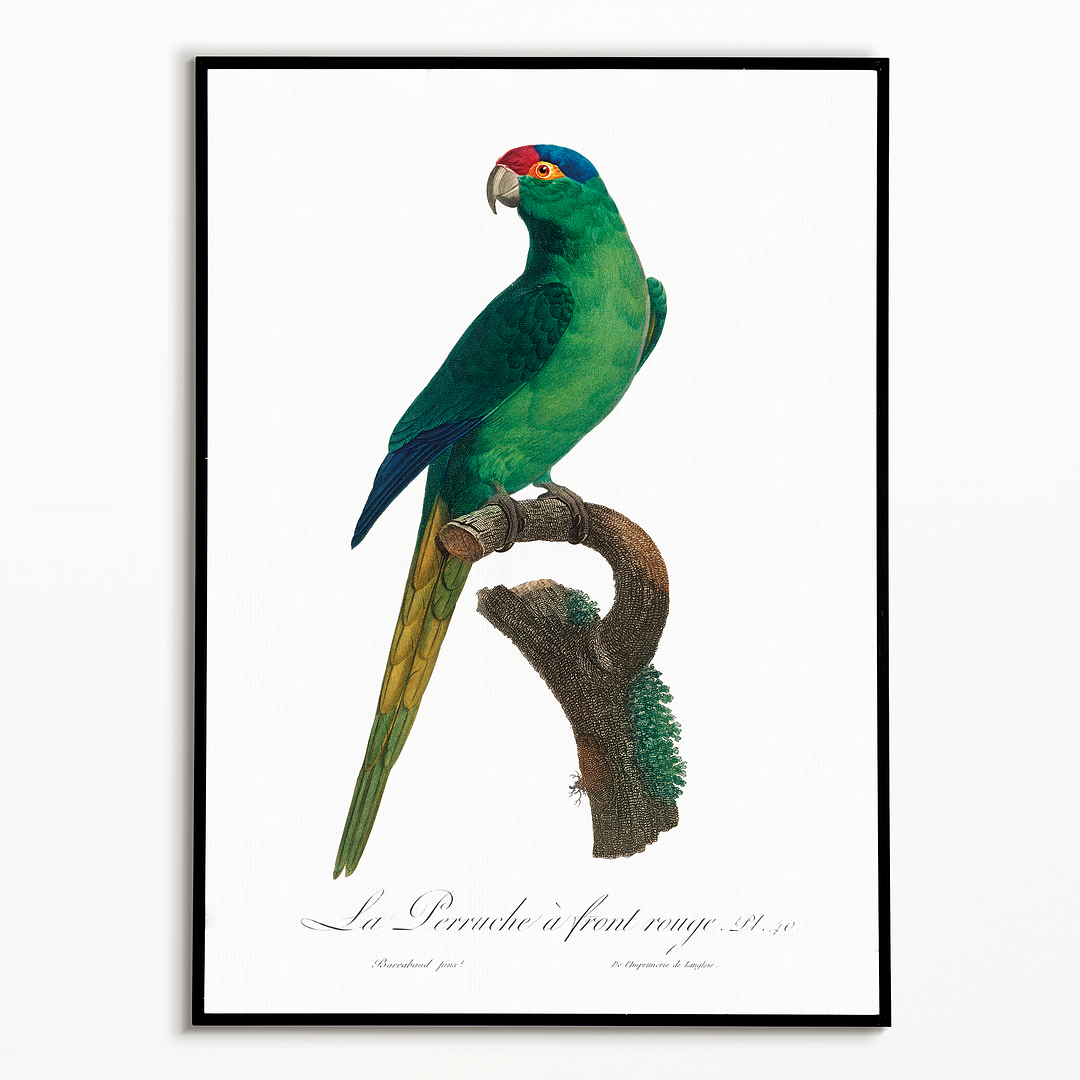 The Red-Crowned Parakeet, Cyanoramphus novaezelandiae - Art Print