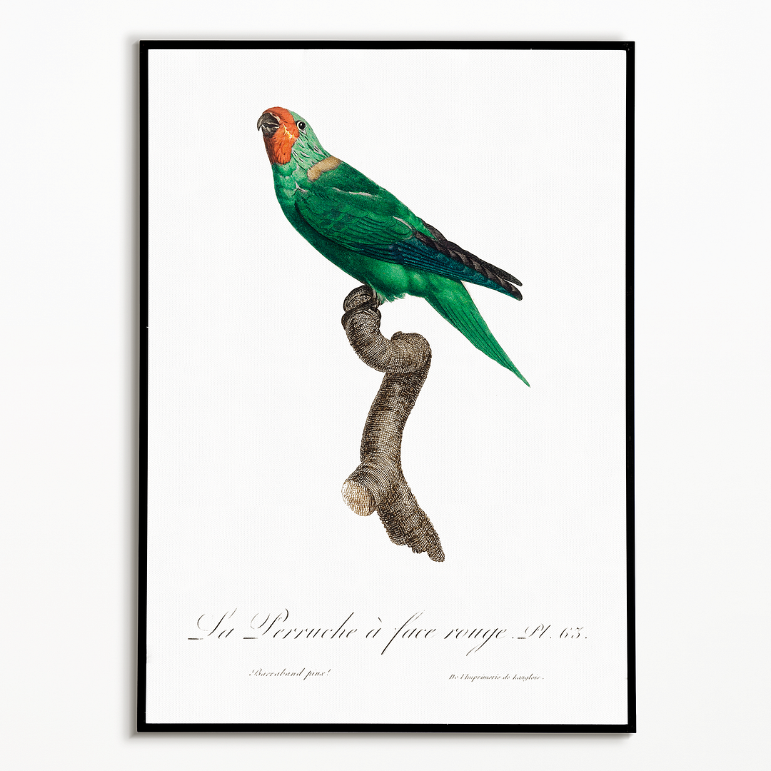 The Red-Faced Parrot, Hapalopsittaca pyrrhops - Art Print