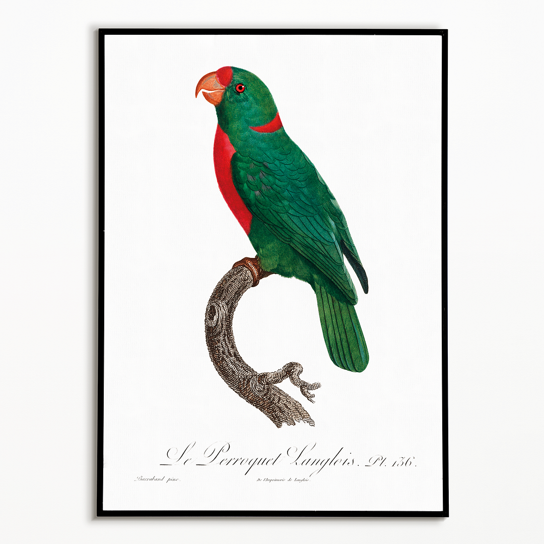 The Red-Fronted Parrot, Poicephalus gulielmi - Art Print