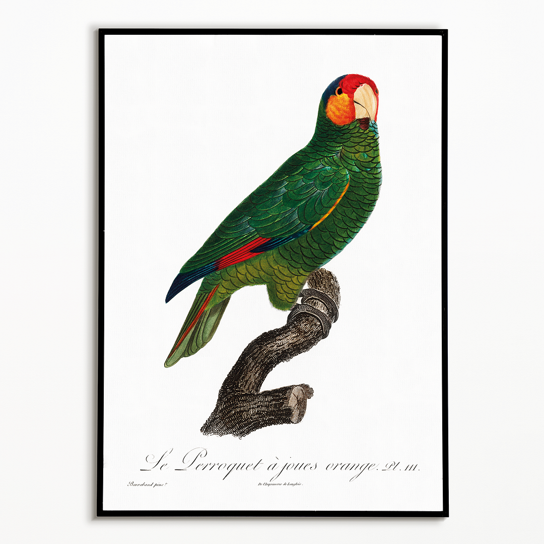 The Red-Lored Amazon, Amazona autumnalis - Art Print