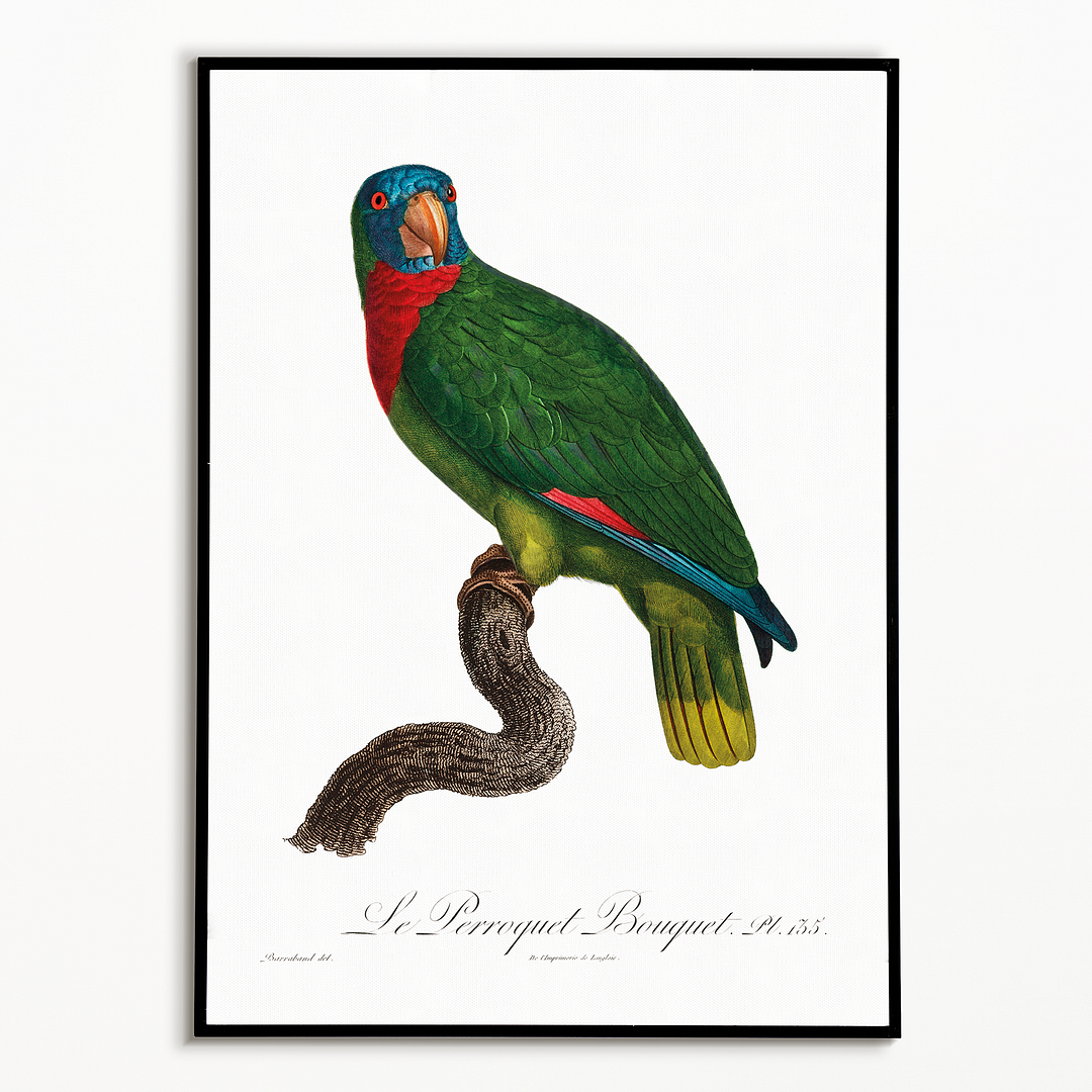 The Red-Necked Amazon, Amazona arausiaca - Art Print