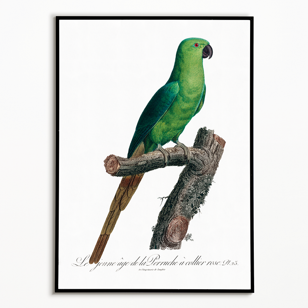 The Rose-Ringed Parakeet, Psittacula krameri III - Art Print