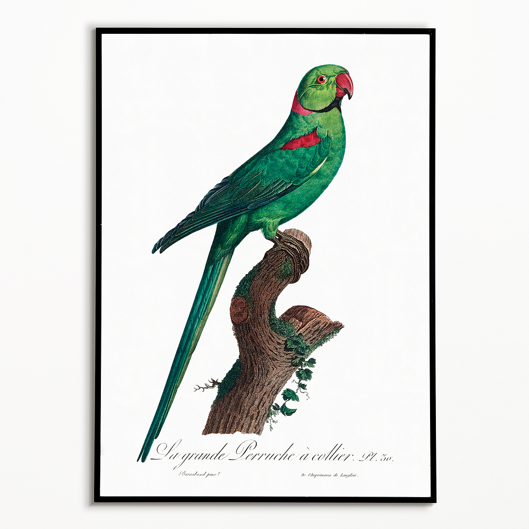 The Rose-Ringed Parakeet, Psittacula krameri IV - Art Print